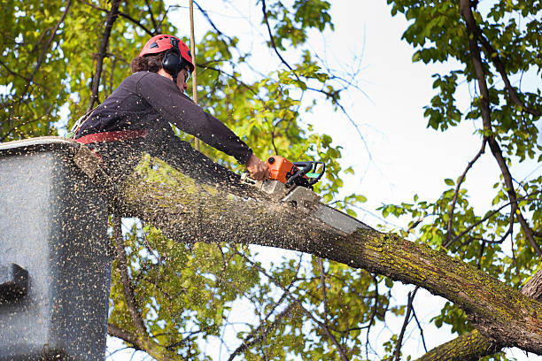 Best Tree Disease Treatment  in Dunn Loring, VA